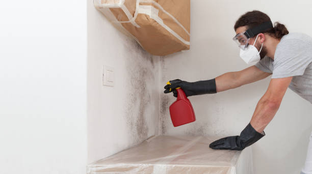 Professional Basement Mold Remediation technician working in Balm, FL
